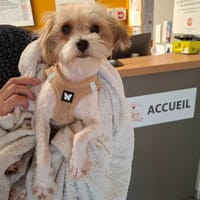 Pablo, chien à adopter