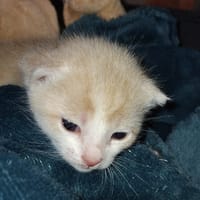 KOCHKA, chat à adopter
