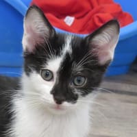 COQUIN (réservé), chat à adopter