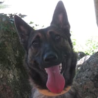 VENUS 2, chienne à adopter