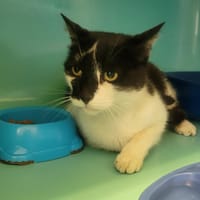 Heliot, chat à adopter
