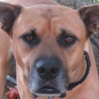 WHISKY, chien à adopter