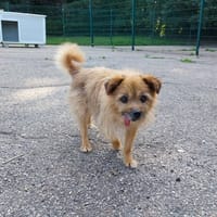 ERNEST, chien à adopter