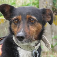 BELLA, chienne à adopter