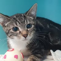 PRATT CHA, chat à adopter
