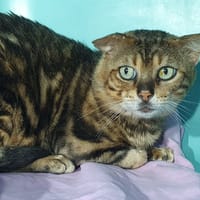RYAN CHA, chat à adopter