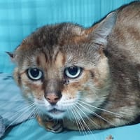 RINTINTIN CHA, chat à adopter