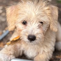 Chablis, chienne à adopter
