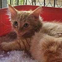 GABANA, chatte à adopter