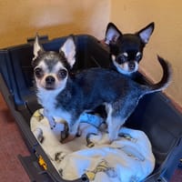 MELODY &amp; TOKYO, chienne à adopter