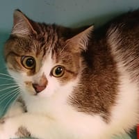 GINGER, chatte à adopter