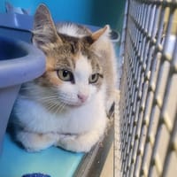 BOOBA, chatte à adopter