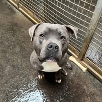BLAZE, chien à adopter