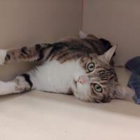 jojo pab27702, chat à adopter