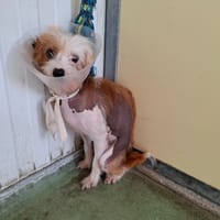 Bibou, chien à adopter