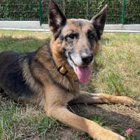 SHIBAM, chien à adopter
