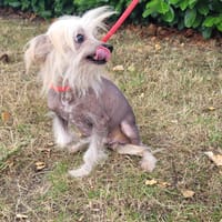 Hubert, chien à adopter