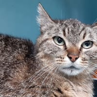 Orage, chatte à adopter