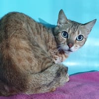 SHIVA CHA, chatte à adopter
