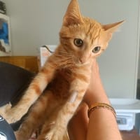 POP CORN (RESERVE), chatte à adopter