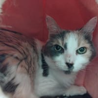 CANNELLE PAB27661, chatte à adopter