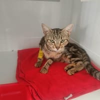 SUCRETTE, chatte à adopter