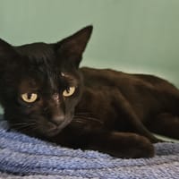 BATMAN, chat à adopter