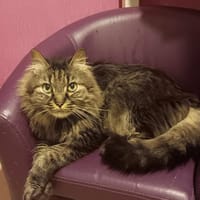 cookie, chat à adopter