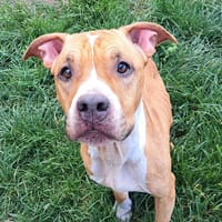 ONA, chienne à adopter