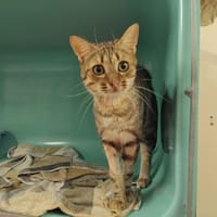 GATE PAB27581, chat à adopter