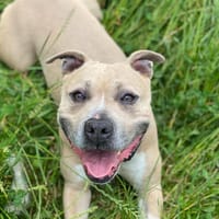 ASIA, chienne à adopter