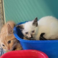Mouha, chatte à adopter