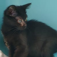 LUCY CHA, chatte à adopter