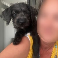 Manouchka, chienne à adopter
