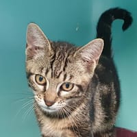 CARTER CHA, chat à adopter