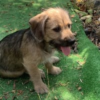 Andora, chienne à adopter