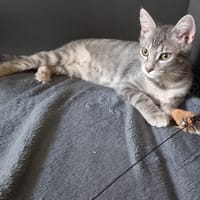 ARTISTE, chatte à adopter