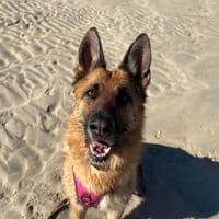 Orla, chienne à adopter
