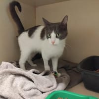 Brita PAB27654, chatte à adopter
