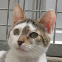 KITARA, chatte à adopter