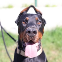 NORMY, chien à adopter