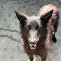 Eva, chienne à adopter