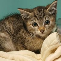 RAYA, chatte à adopter