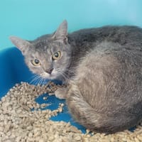 GRIGRI, chatte à adopter