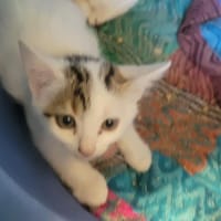 BRIOCHE, chatte à adopter