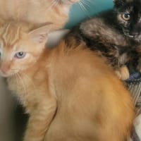 Camo, chat à adopter