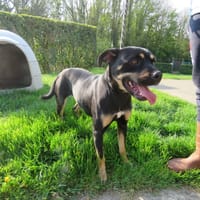 Tessa, chienne à adopter