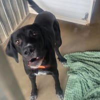 Cleen (dit Hatchi), chien à adopter