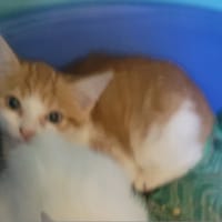 BIGWHITE, chat à adopter