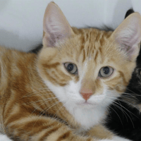 MIKE, chat à adopter